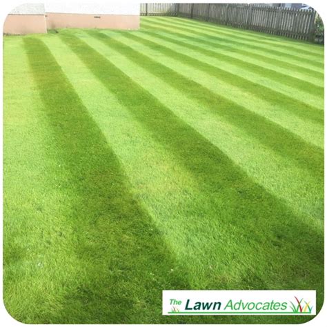 Grass Cutting Verses Lawn Care Mr And Mrs Gardens Limited