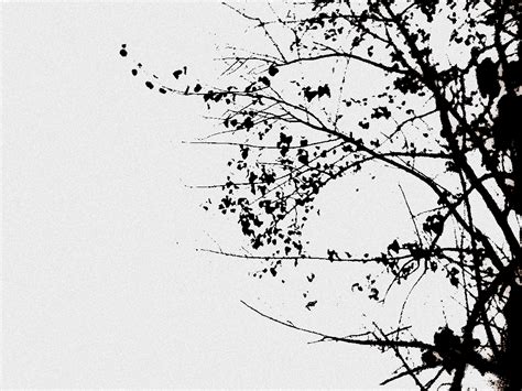 Hitam And Putih Ranting Pohon Image By Veri Hinta