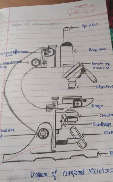 Discover More Than 71 Compound Microscope Diagram Sketch Super Hot In