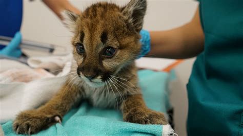 Orphaned Mountain Lion Cub Getting ‘feistier Every Day At Oakland Zoo