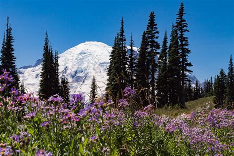 Mount Rainier Flowers And Plants James L Fox Photography