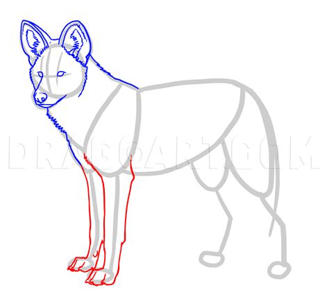 How To Draw African Wild Dogs Step By Step Drawing Guide By