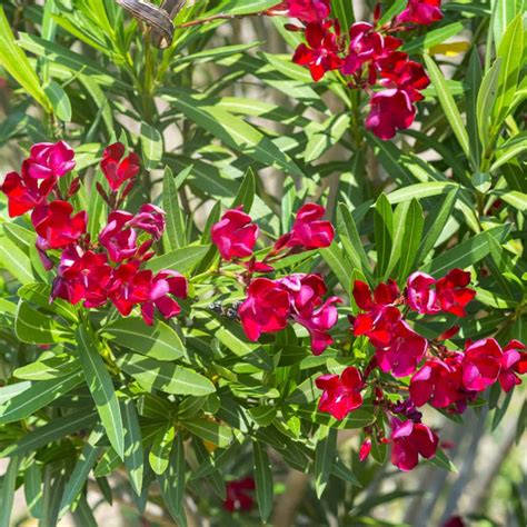 Nerium Oleander Hardy Red Buy Plants Online Pakistan Online Nursery
