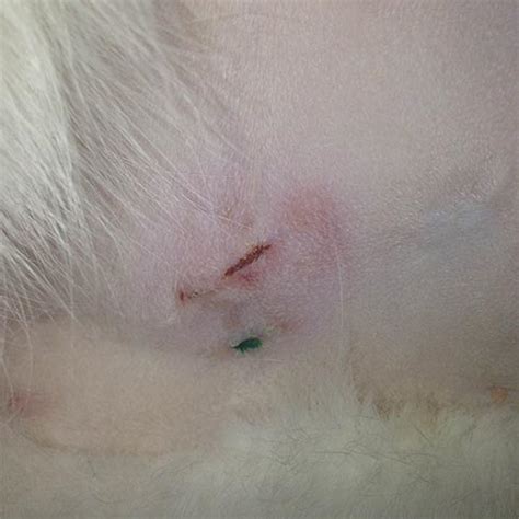 What Should A Healing Cat Spay Incision Look Like With Photos The