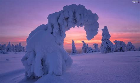 Trees Viewes Finland Sunrise Municipality Of Posio Snowy Winter