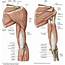 Shoulder & Arm  Atlas Of Anatomy