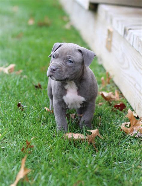 Blue Is So Beautiful 7 Weeks Old Pitbulls Animals Dogs