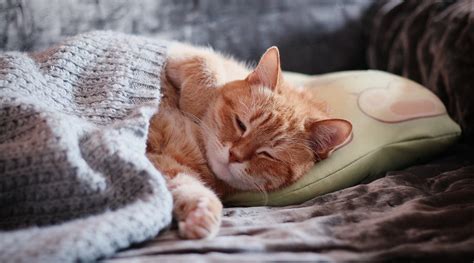 Why Does My Cat Sleep On My Head Fetchfind Blog