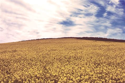 Free Picture Yellow Flowers Blue Sky Countryside Crop Cropland