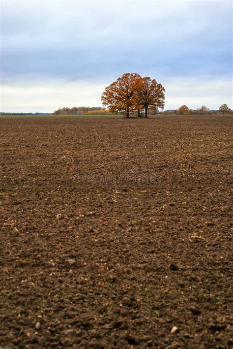 Lone Trees In The Middle Of A Cultivated Field On A Cloudy Autumn