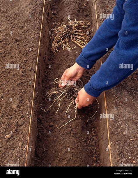 Planting Asparagus Crowns In A Trench Spreading Roots Out Evenly Stock