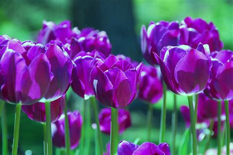 Purple Tulips Photograph By Allen Beatty Pixels