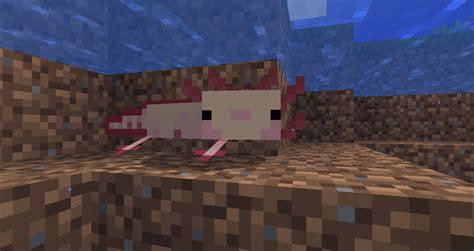 Minecraft 117 Axolotl Colors Minecraft Tutorial And Guide