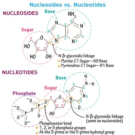 Biochemistry Glossary Nucleosides Vs Nucleotides Ditki Medical And Biological Sciences