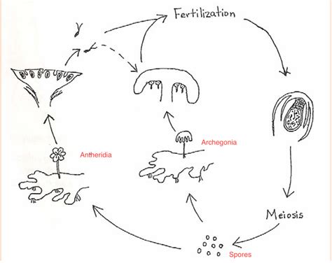 Liverworts are a type of bryophytes that belong to the division marchantiophyta. Solved: Phylum Hepatophyta: Liverworts Like The Moss, Live ...