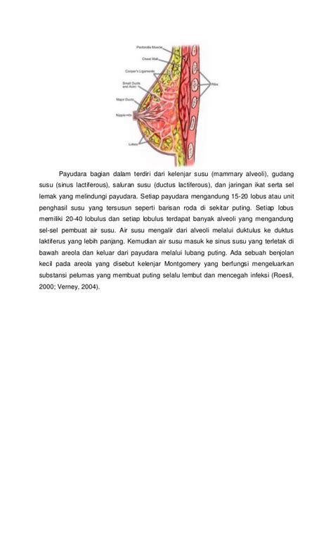 Anatomi Payudara Ekternal Dan Internal Titi