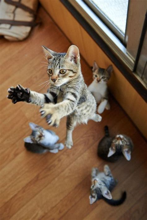 Magical Meow Via 500px Untitled By Akimasa Harada Jumping Cat