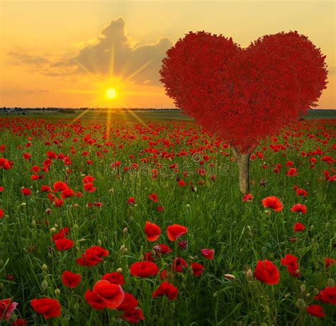 Tree In The Shape Of A Red Heart On The Poppy Meadow Stock Photo