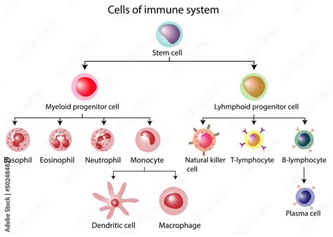 Plasma Cells Vs Lymphocytes