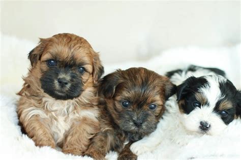 Stonyridge Puppies Shichon Puppies Teddy Bear Shichon Puppies