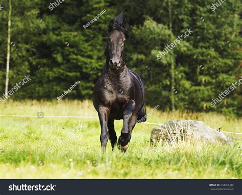 Beautiful Friesian Horse Stallion Autumn Nature Stock Photo 234054346