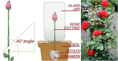 How To Propagate Roses At Home Easily How To Instructions