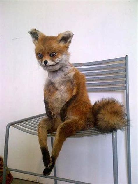 30 Bad Taxidermy Pictures That Are Equal Parts Terrifying And Hilarious