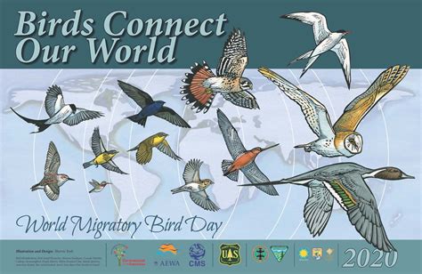 World Migratory Bird Day Observed Globally On 9 May