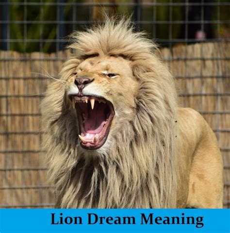 Lion Dream Meaning Top 28 Dreams About Lions Dream Meaning Net