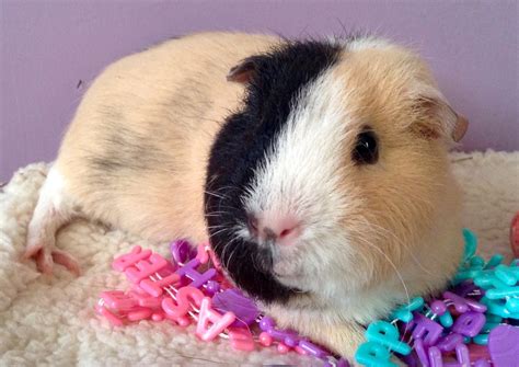 Cherished Cavies — Muffin At Easter Super Sweet Guinea Pig Very