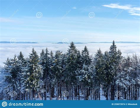 Snowy Trees In A Forest Covered With Dense Fog Under Blue Sky On Top Of
