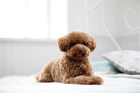 Zuchon teddy bear dog breed. Facts About the Teddy Bear Dog Breed That'll Make You Go ...