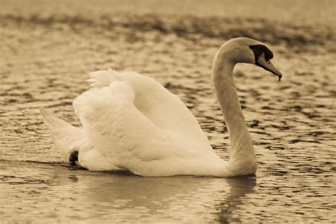 Free Images Wing White Wildlife Beak Fauna Close Up Swan