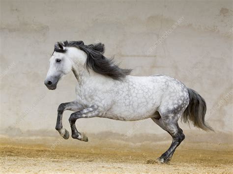 Dapple Grey Andalusian Stallion Running In Arena Stock Image F023