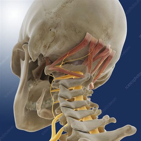 Suboccipital Muscles And Nerve Artwork Stock Image C0145097