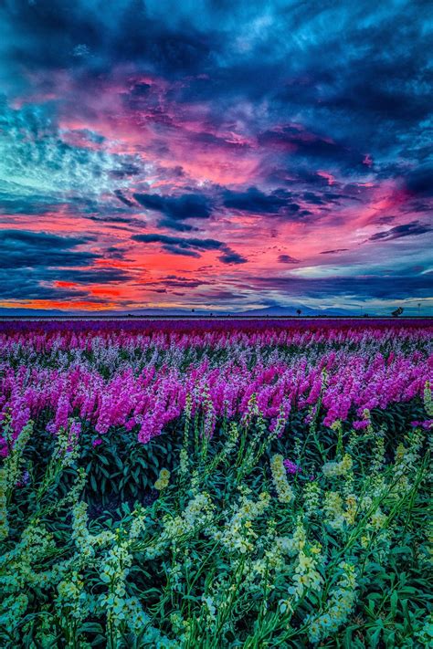 Sunset In The Flower Field Beautiful Nature Beautiful Landscapes