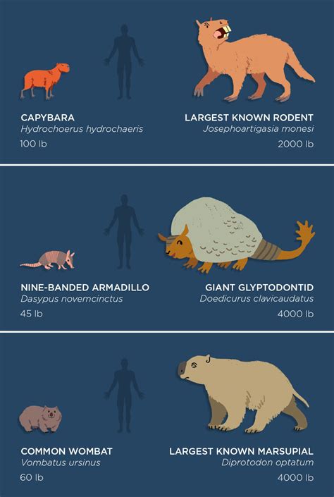 Different Types Of Animals That Are On Display In This Infographtion
