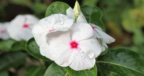They vary in size and shape, and of course in flower color. Madagascar Periwinkle varieties - white and red, tall and ...