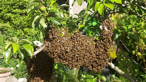 Bees Swarming Youtube