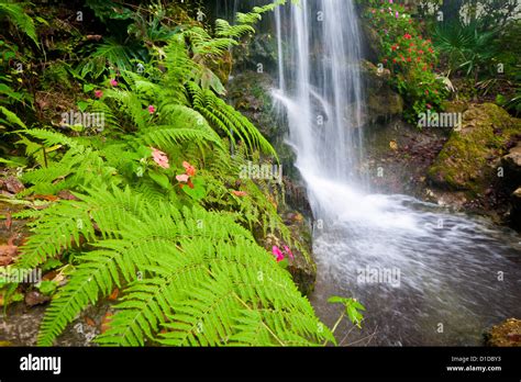 Green Flowering Vegetation Next To Man Made Waterfall In Rainbow River