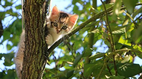 Kucing Rumahan Lucu And Gemesin Cat Session Part 2 Back To Nature