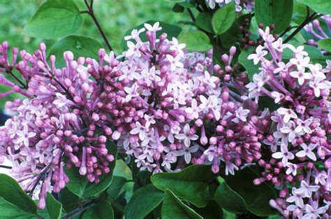 14 Beautiful Types Of Lilac