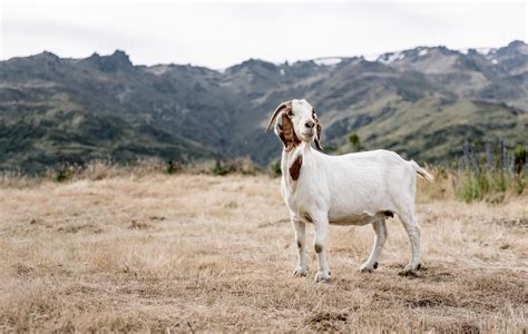 Roaming Goats Inspire Central Otago Vineyard Nz