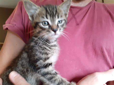 Tabby And Black Kittens For Sale In Petworth West Sussex Gumtree
