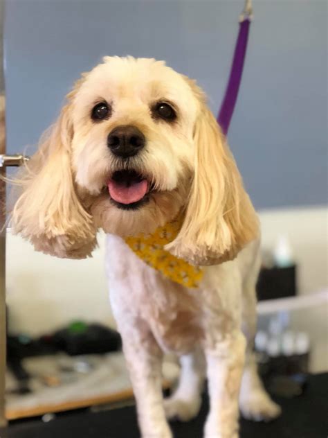 Some of my Furry Friends! ️🐶🐾🌺 - Vanity Fur Pet Grooming