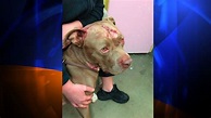 Pit bull brutalized by knife cuts and shovel whacks is saved by 1,000 ...