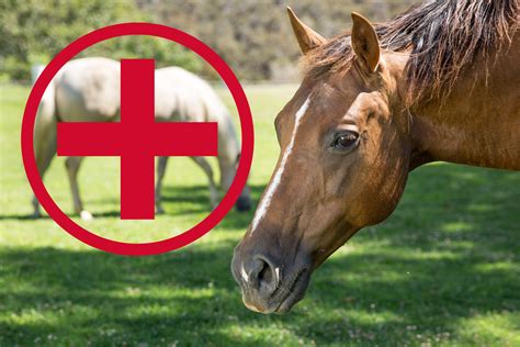 What To Put In Your Equine First Aid Kit Vetericyn Animal Wellness