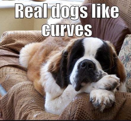 Check spelling or type a new query. The 14 Funniest Saint Bernard Memes That Will Make You Laugh | Page 2 of 3 | PetPress | Saint ...