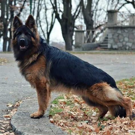 Sadaphal family, male long coat german shepherd puppy 9. Your Ultimate Guide To The Long Haired German Shepherd ...