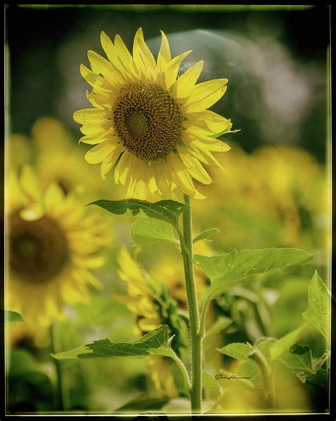 Sunflower Fields Forever Photograph By Deb Henman Fine Art America